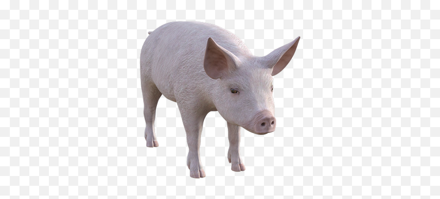 Swine Public Domain Image Search - Freeimg Prase Png Emoji,Pig And Person Emoji