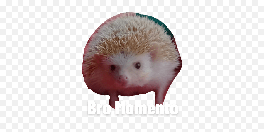 Tommy - Domesticated Hedgehog Emoji,What Does The Porxupine Emoticon