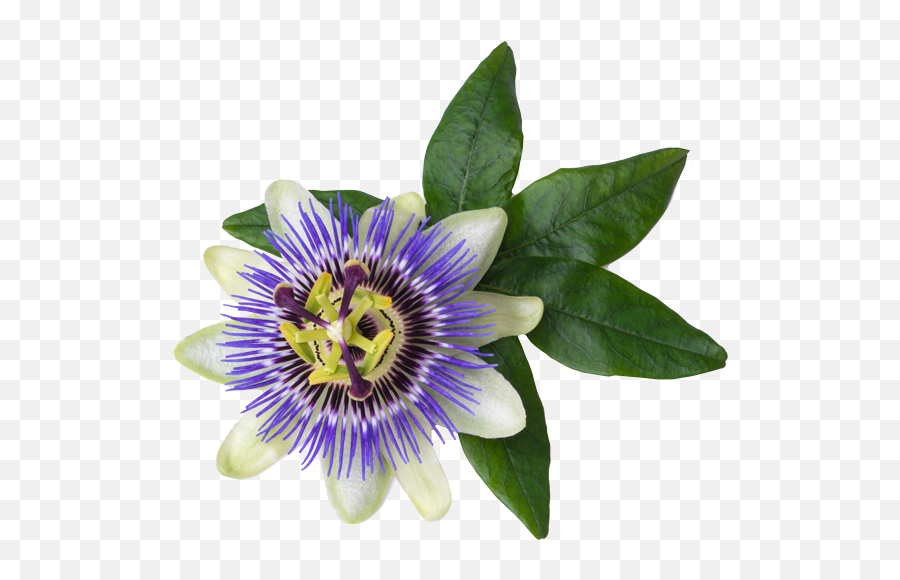 Primemybodycom Emoji,Images Extract Emotions