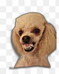 The Most Edited Callate Picsart Emoji,Callate Emoticon