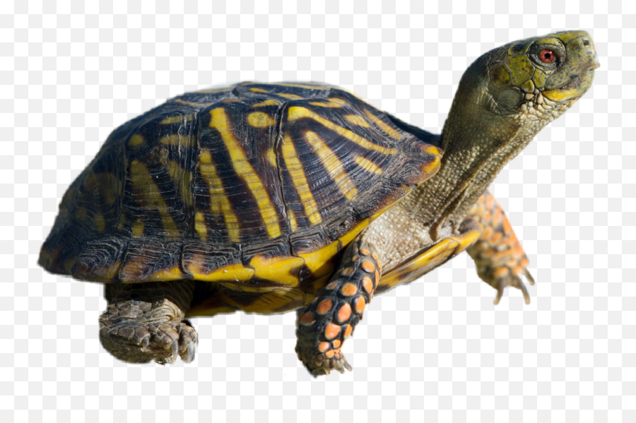 The Most Edited Tortugas Picsart Emoji,Pictures Of Emojis That Look Like Tortoises