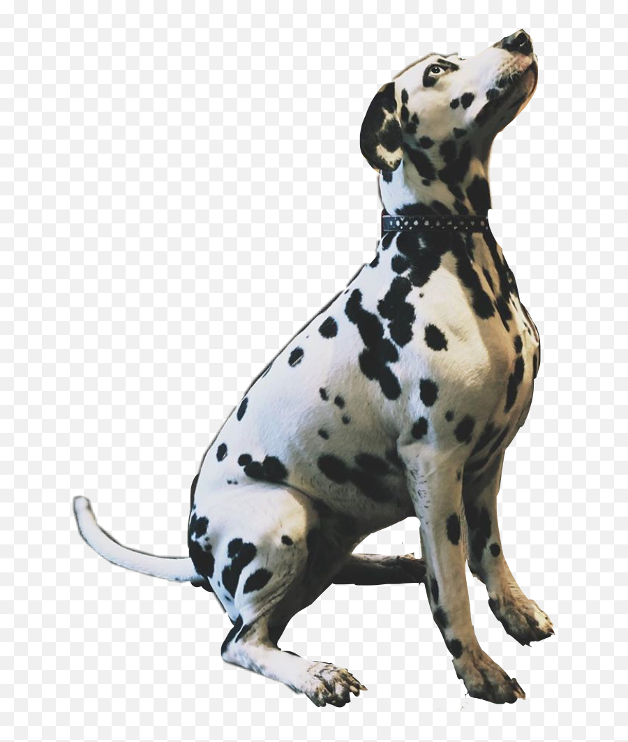 Dalmatian Spots Black White Sticker - Dot Emoji,Dalmatian Emoji