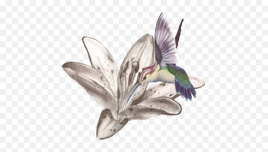 Download Hummingbird Tattoos Free Png Image Hq Png Image - Hummingbird With Flower Tattoo Designs Emoji,Hummingbird Emoji