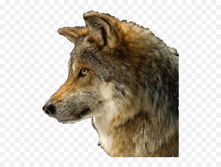 Wolf Dog Cute Evil Mean Wolfy Brown Sticker By Gooby - Wolf Thanksgiving Gif Emoji,Gooby Emoji