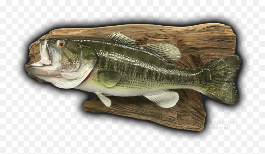 18 4 Lbs Largemouth Bass Fish - Bass Emoji,True Human Emotion Drum And Bass