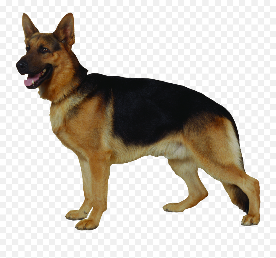 German Shepherd Png - Dog Standing Transparent Background Emoji,How To Tell German Shepherds Emotions By Their Ears