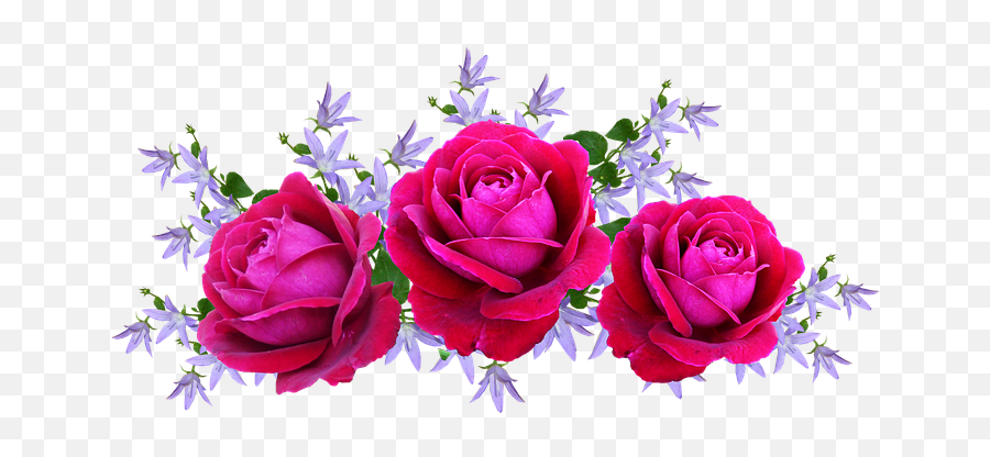 Free David Austin Rose Photos - Floral Rosa Pink Png Emoji,Deep Emotions Roses