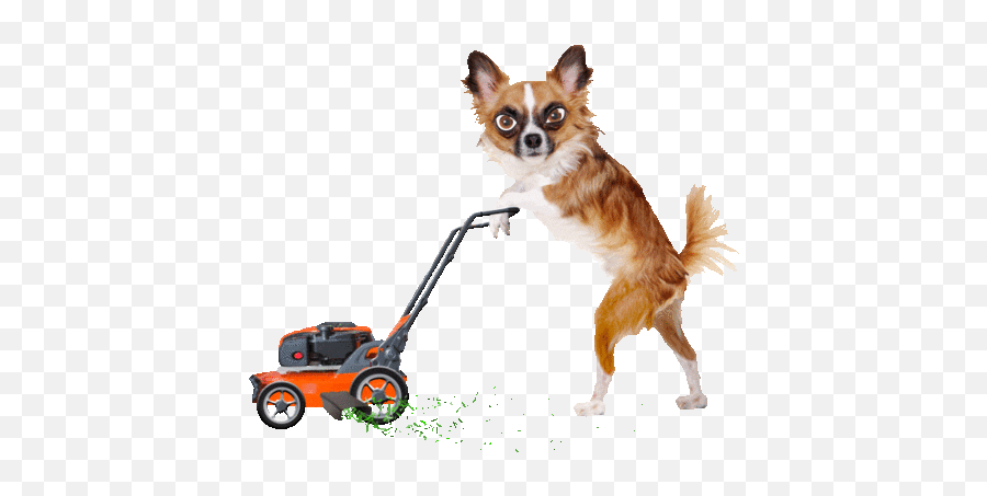 Fly Me To The Broom Doing The Chores - Animal Mowing Grass Gif Emoji,Lawnmower Flying To Music Emotions