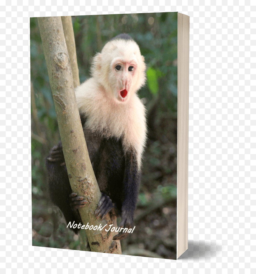 White Faced Capuchin Monkey Notebook - Picture Frame Emoji,Emotions Of A White-faced Capuchin Monkey