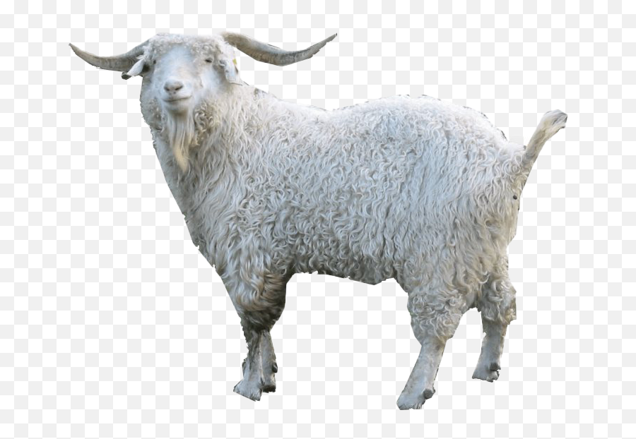 Download White Pic Goat Free Hq Image Hq Png Image Freepngimg Emoji,Get A Sheep Emoji