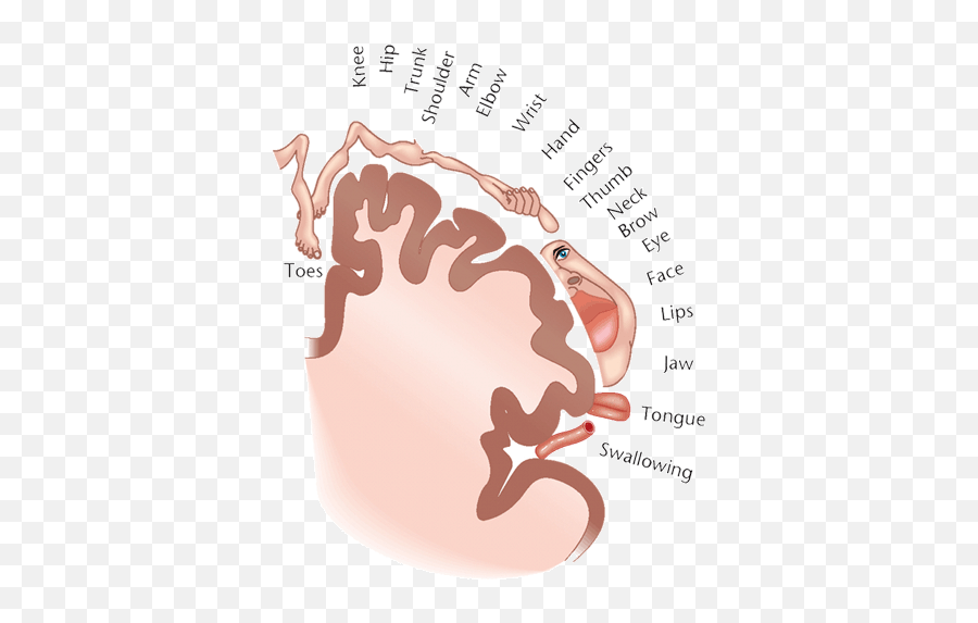 Movements With Feldenkrais Method Csm - Scientific Center Emoji,Feldenkrais For Difficult Emotions