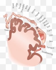 Movements With Feldenkrais Method Csm - Scientific Center Emoji,Feldenkrais For Difficult Emotions