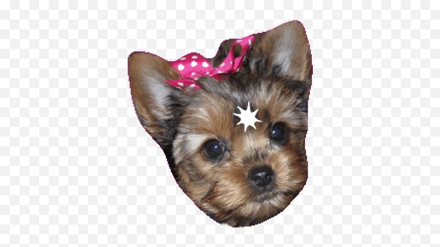 Top Cutest Dog Ever Stickers For Android U0026 Ios Gfycat - Teacup Yorkshire Terrier Emoji,Weenie Dog Emoji