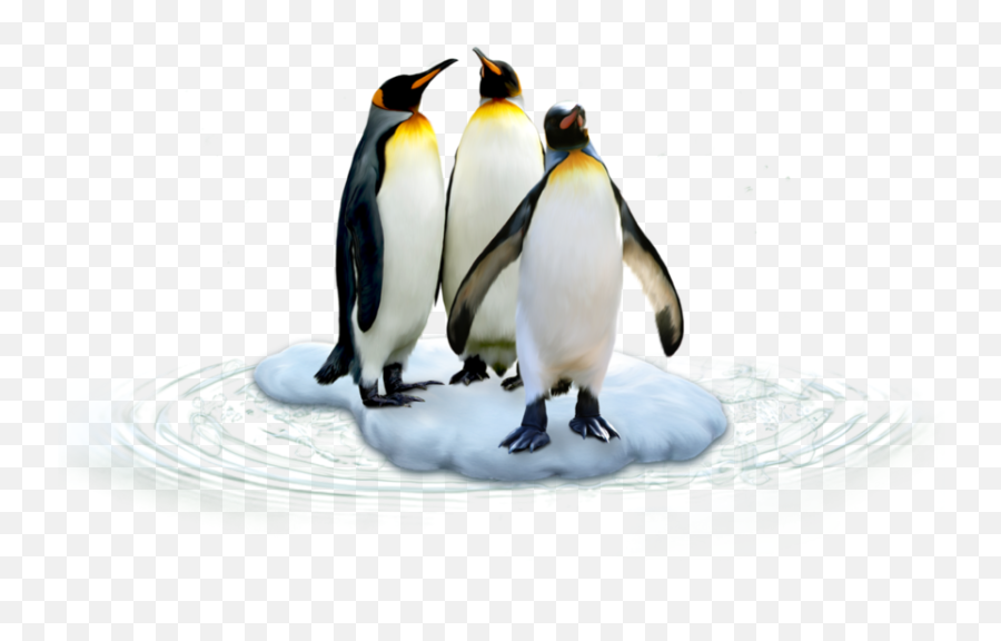 Penguin Penguins Terrieasterly Sticker By Territales - Animales De La Antártida Png Emoji,Penguins Emoji