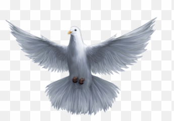 Download Holy God Pomba Saint Spirit - Pomba Branca Desenho Png Emoji,Emoticons Da Paz