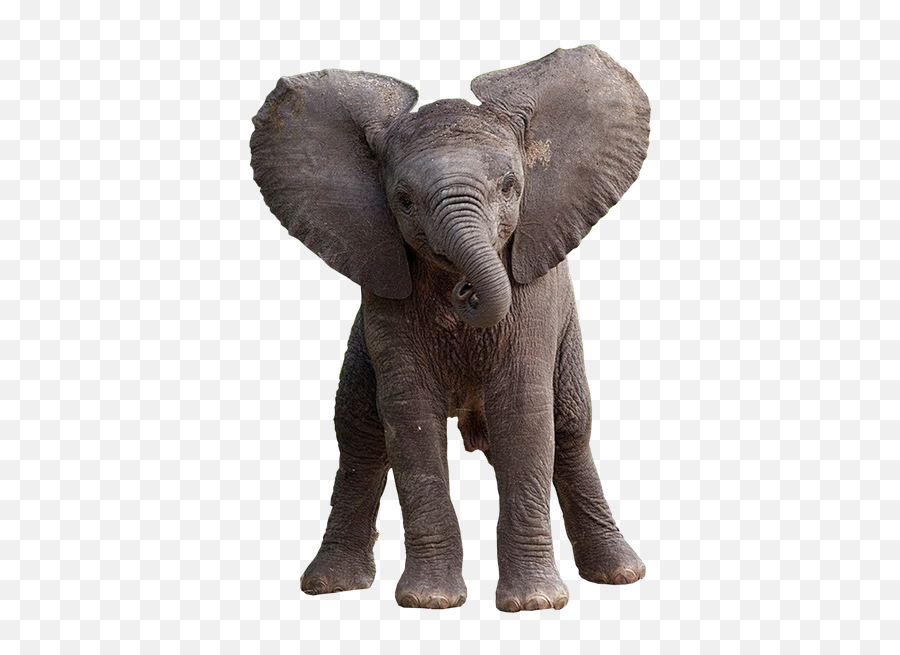 Elephants Elephant Elefante Sticker - Baby Elephant Png Emoji,Baby Elephant Emoji