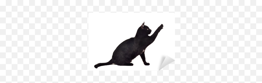 Black Cat Reaching Up For Toy And Showing Its Claws Silhouette Wall Mural U2022 Pixers - We Live To Change Black Cat Reaching Up Emoji,Cat Definitely Show Emotion