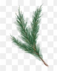 Branch Christmastree Conifer Sticker - Juniper Emoji,Pine Branch Emoji