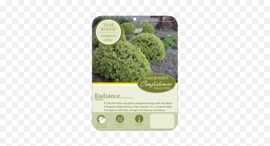 Radiance - Radiance Abelia Emoji,Picture Of Sweet Emotion Abelia In Garden