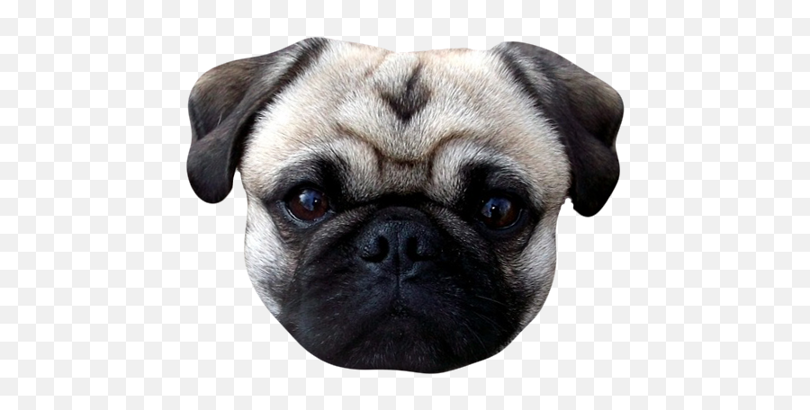 Dogs - Dog Stickers Messages By Alexander Bichurin Pug Emoji,Chihuahua Black Tan Emoji Sticker