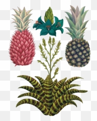 Eighteenthcenturylit Licensed For Non - Katie Scott Illustrations Of Fruit Emoji,Pineapple Emotions