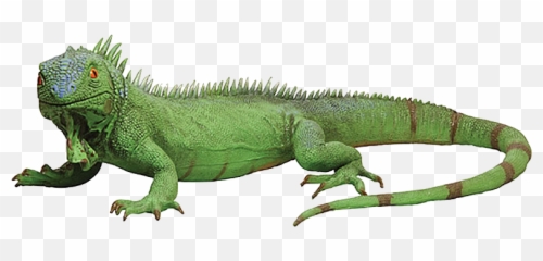 Iguana Lizard Lizards Reptile Sticker - Lizard Png Transparent Emoji,Iguana Emoji