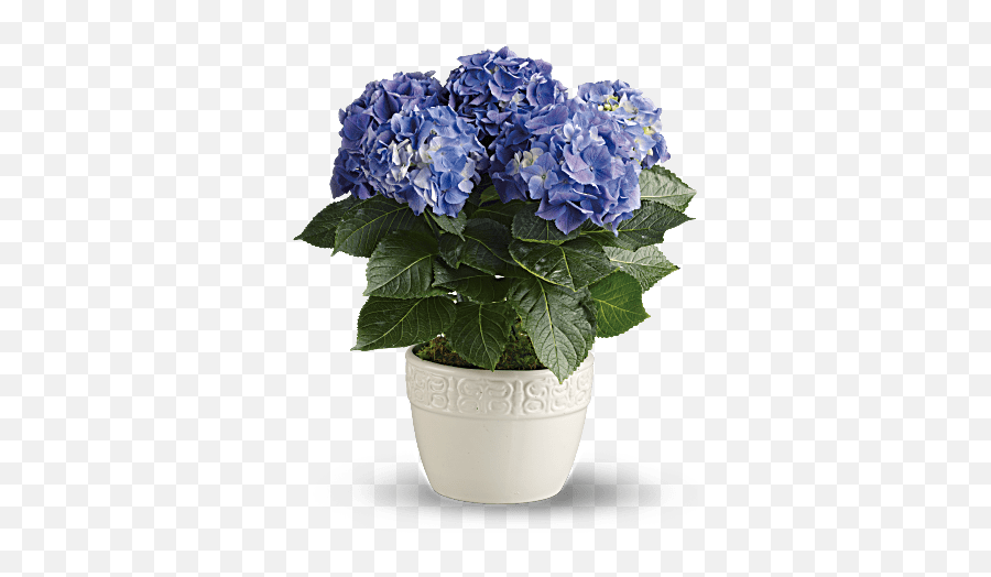 Refresh Your Home This Spring - Adrian Durban Florist Blue Hydrangea Plant Emoji,Sweetest Emotion