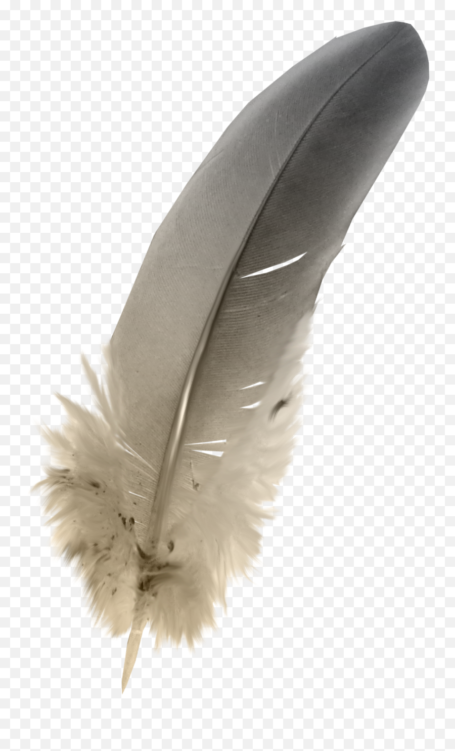 Feather Grey - Feathers Png Download 10151503 Free Transparent Snowy Owl Feather Emoji,Emoticons Apaixonados Para Facebook