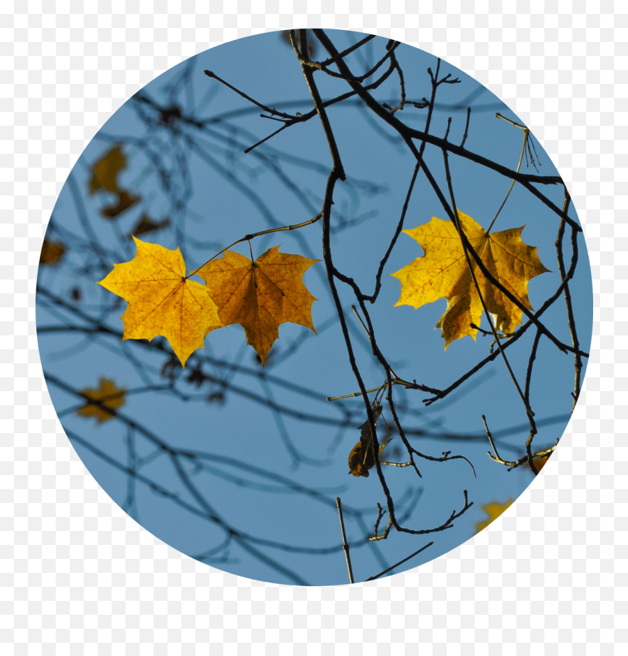 My Story - Trees Shed Their Leaves Emoji,Little Yellow Maple Leaf Meaning In Emotions