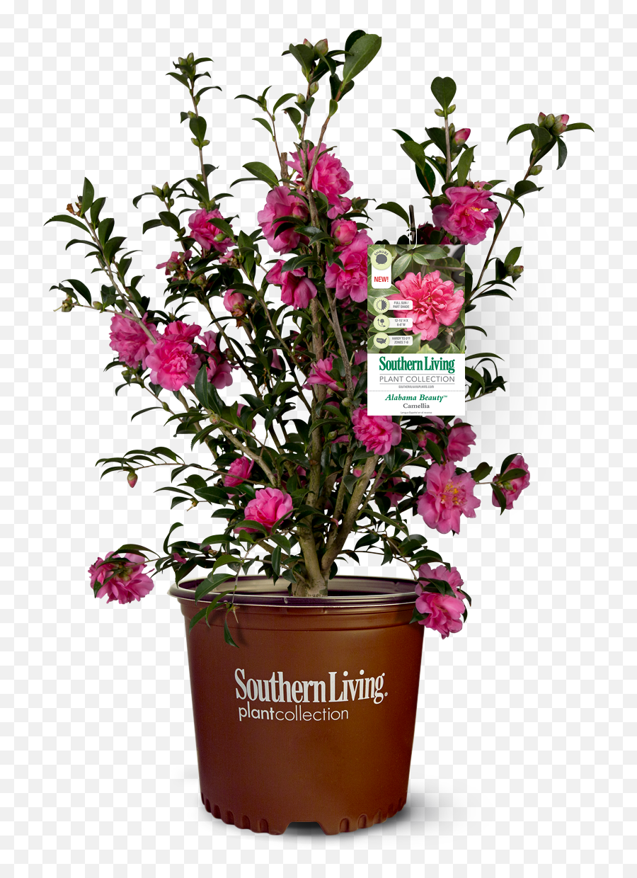 Image - American Beauty Camellia Plant Emoji,Picture Of Sweet Emotion Abelia In Garden