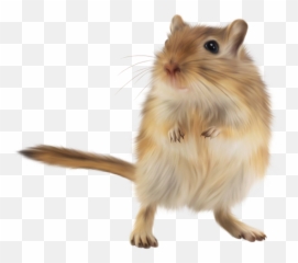 Gerbil Png - Hamster Gerbil Golden Hamster Mammal Png Hamster Gerbil Emoji,Hamaster Emoji