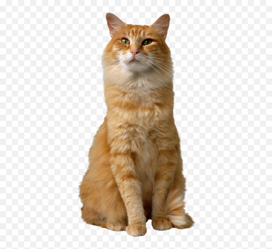 Cute Orange Cat Images Png Transparent - 30461 Transparentpng Emoji,Cuteorange Kitty Emoticons