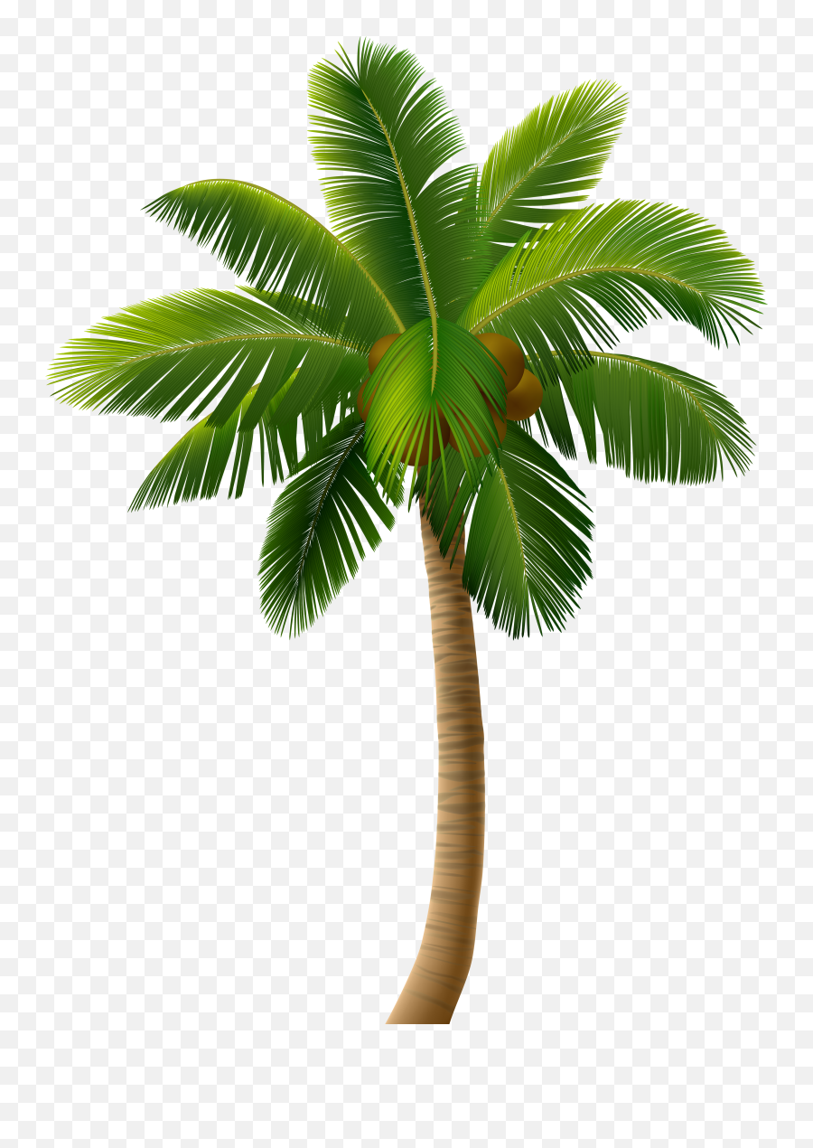 Palm Tree Png Clip Art Image - Vector Graphics Full Size Transparent Palm Tree Png Emoji,Palm Tree Emoji
