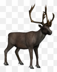 Cottage Clipart Summer - Caribou Transparent Png Download Caribou Transparent Background Emoji,Antler Emoticons For Gmail