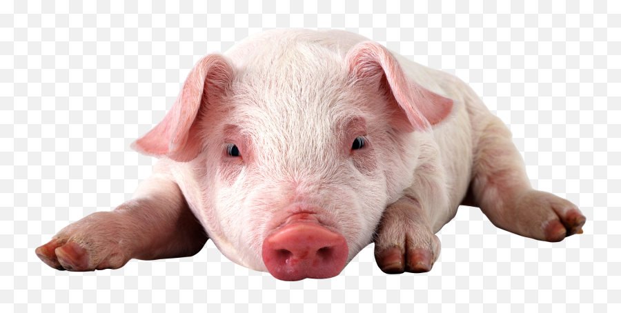 Baby Pig Png Photo - Imagenes De Cerdos Png Emoji,Pig Emoji Mages Transparent Background