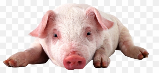 Baby Pig Png Photo - Imagenes De Cerdos Png Emoji,Pig Emoji Mages Transparent Background
