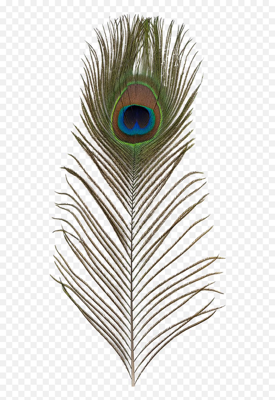 Ef - High Resolution Peacock Feather Png Emoji,Peacock Feather Ascii Emoticon