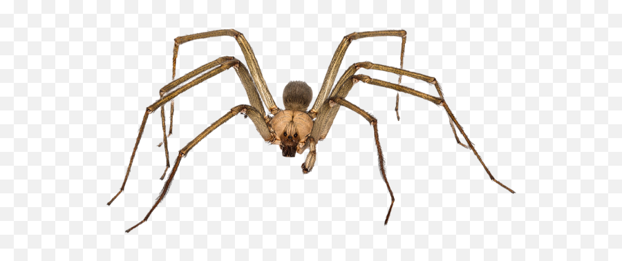 Spiders U2013 Bug - Away Florida House Spider Vs Brown Recluse Emoji,The Itsy Bitsy Spider Emotions