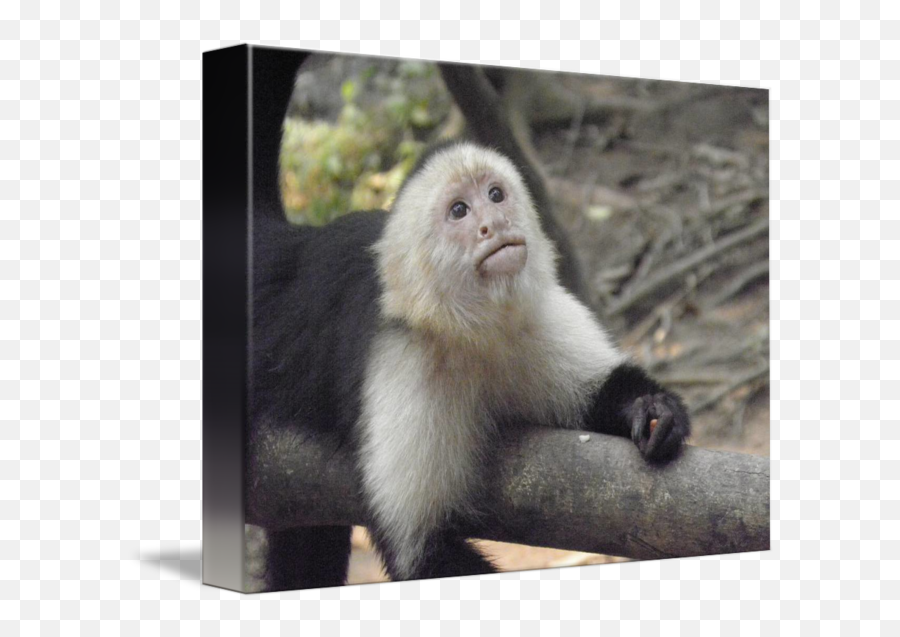 Young Capuchin Monkey - Picture Frame Emoji,Emotions Of A White-faced Capuchin Monkey