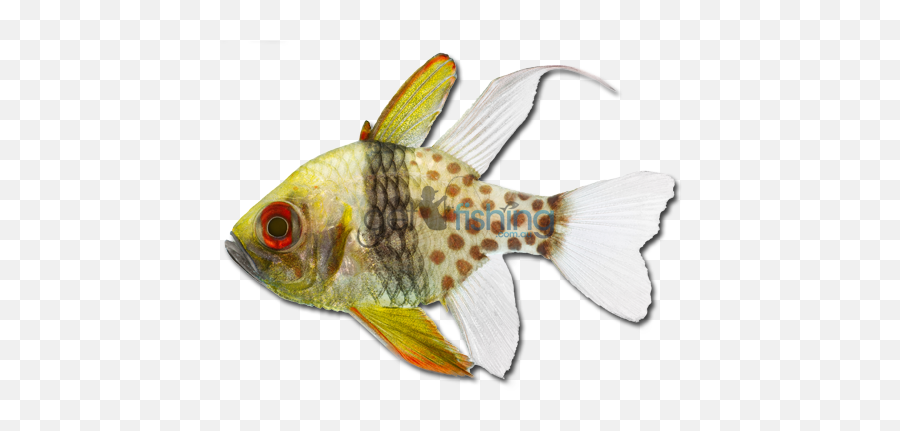 Cardinal Fish Png Transparent Png Image - Aquarium Fish Emoji,Target Emoji Pajamas