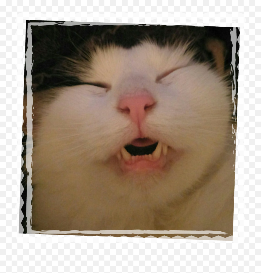 Cat Funnycat Funny Smiling Image By Michael Giewald - Picture Frame Emoji,Smiling Cat Emoji