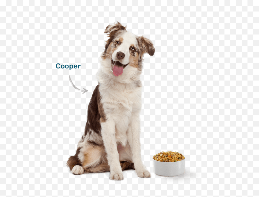 How Customized Dog Food Works Just Right - Australian Shepherd 6 Months Old Emoji,Dog Emotion 50% Up