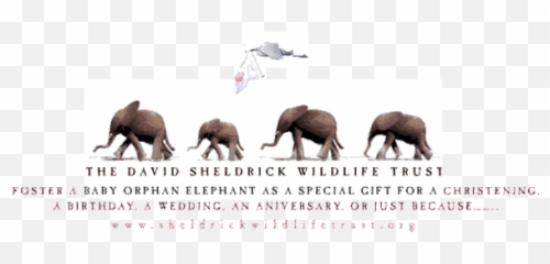 Top Elephant Orphans Stickers For Android U0026 Ios Gfycat - Animal Figure Emoji,Elephant Emoji