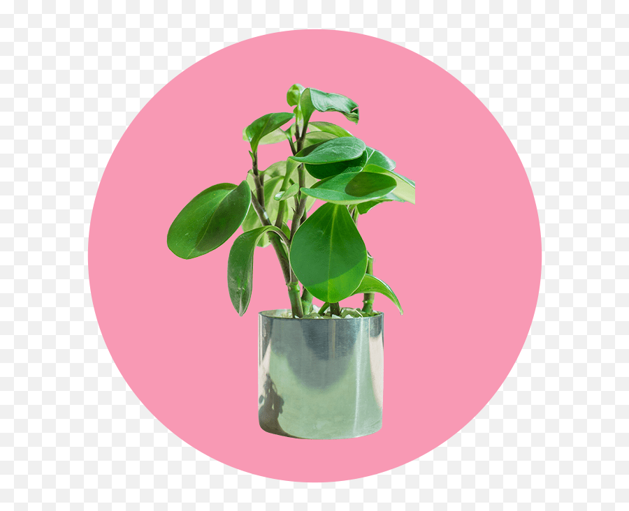 Plants Helps Fight Loneliness - For Indoor Emoji,Omplicated House Plant With Emotions Sign