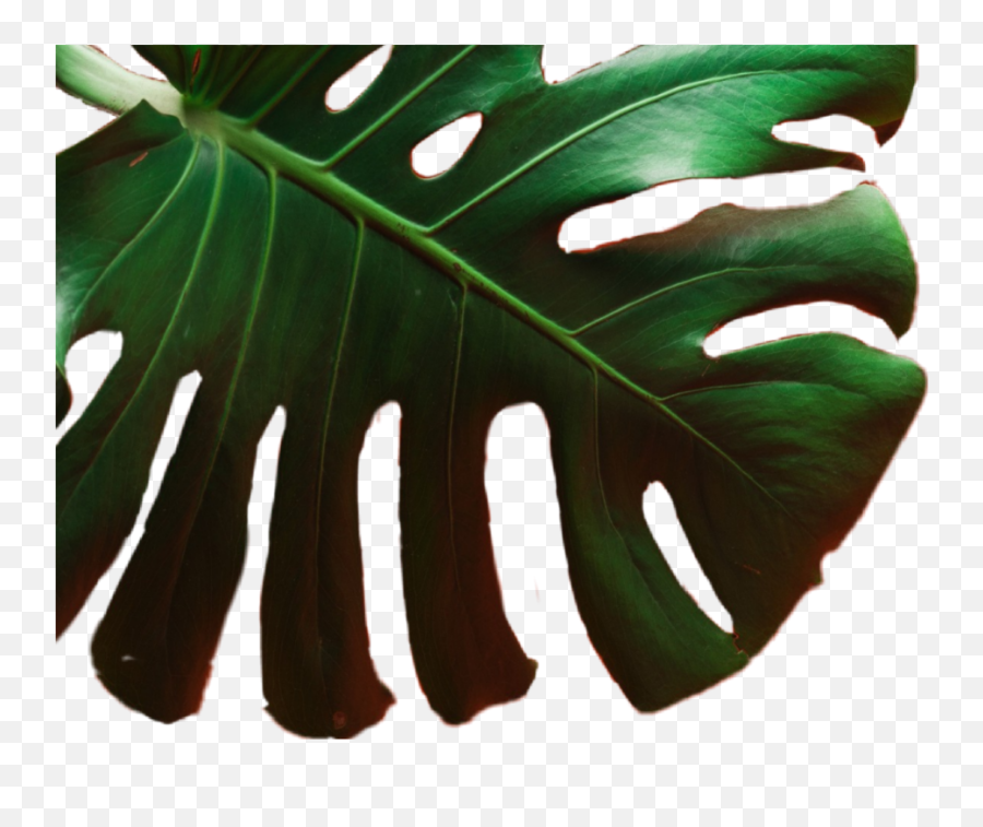 Bigleaf Leaves Greenleaf Sticker By Donna - Swiss Cheese Plant Emoji,Big Cheese Emoji