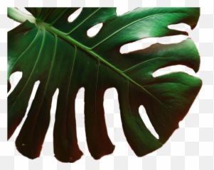 Bigleaf Leaves Greenleaf Sticker By Donna - Swiss Cheese Plant Emoji,Big Cheese Emoji