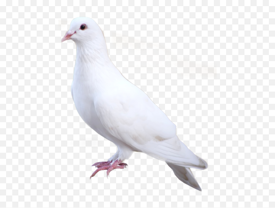 White Dove Psd Official Psds - White Dove Transparent Emoji,Dove Bird Emojis