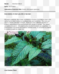 Kratom Research Papers - Plant Pathology Emoji,Emotion Para Diarrea