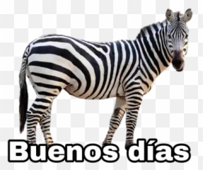 Animales 2 Stickers Para Whatsapp - Zebra White Background Emoji,Emojis De Whatsapp De Animales