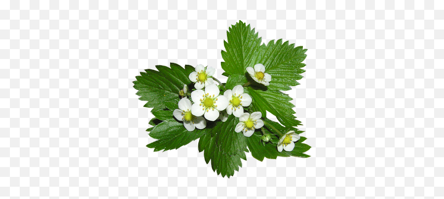 1000 Free Alpine Flowers U0026 Flower Images Emoji,Emoji Wikipedia Flower